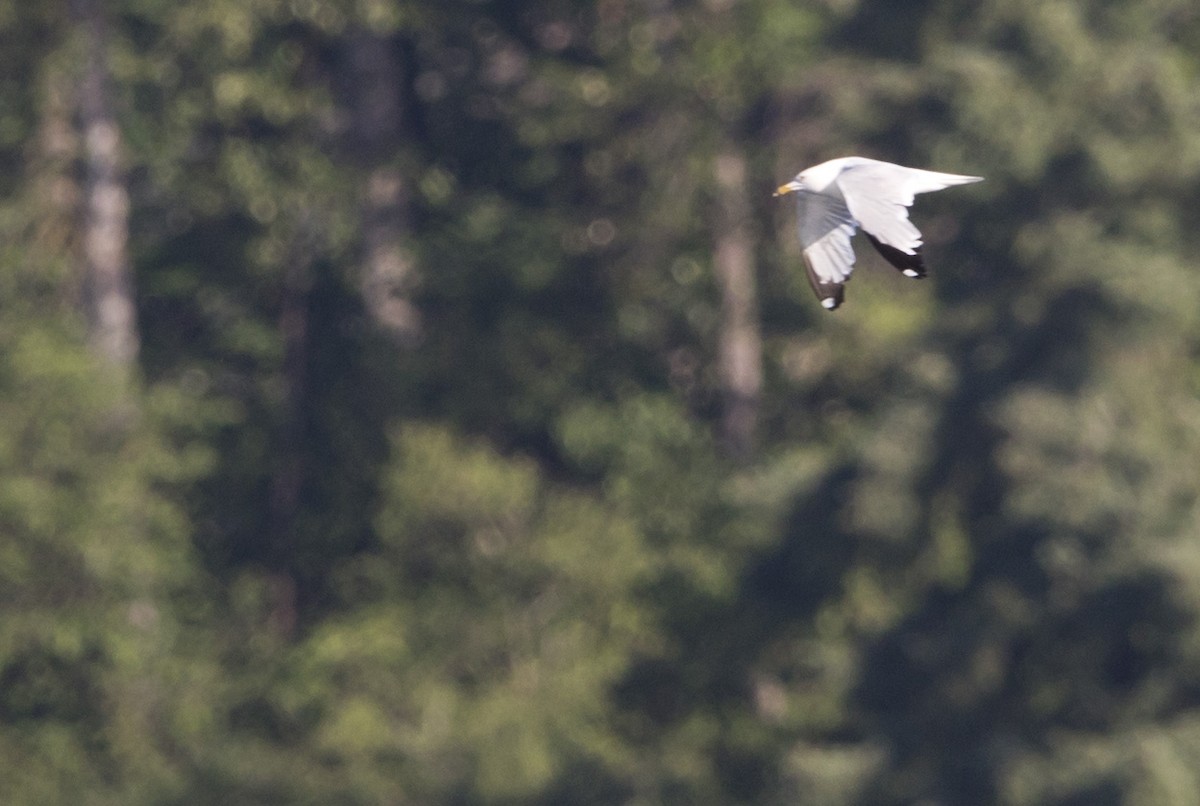 Ring-billed Gull - ML638508435