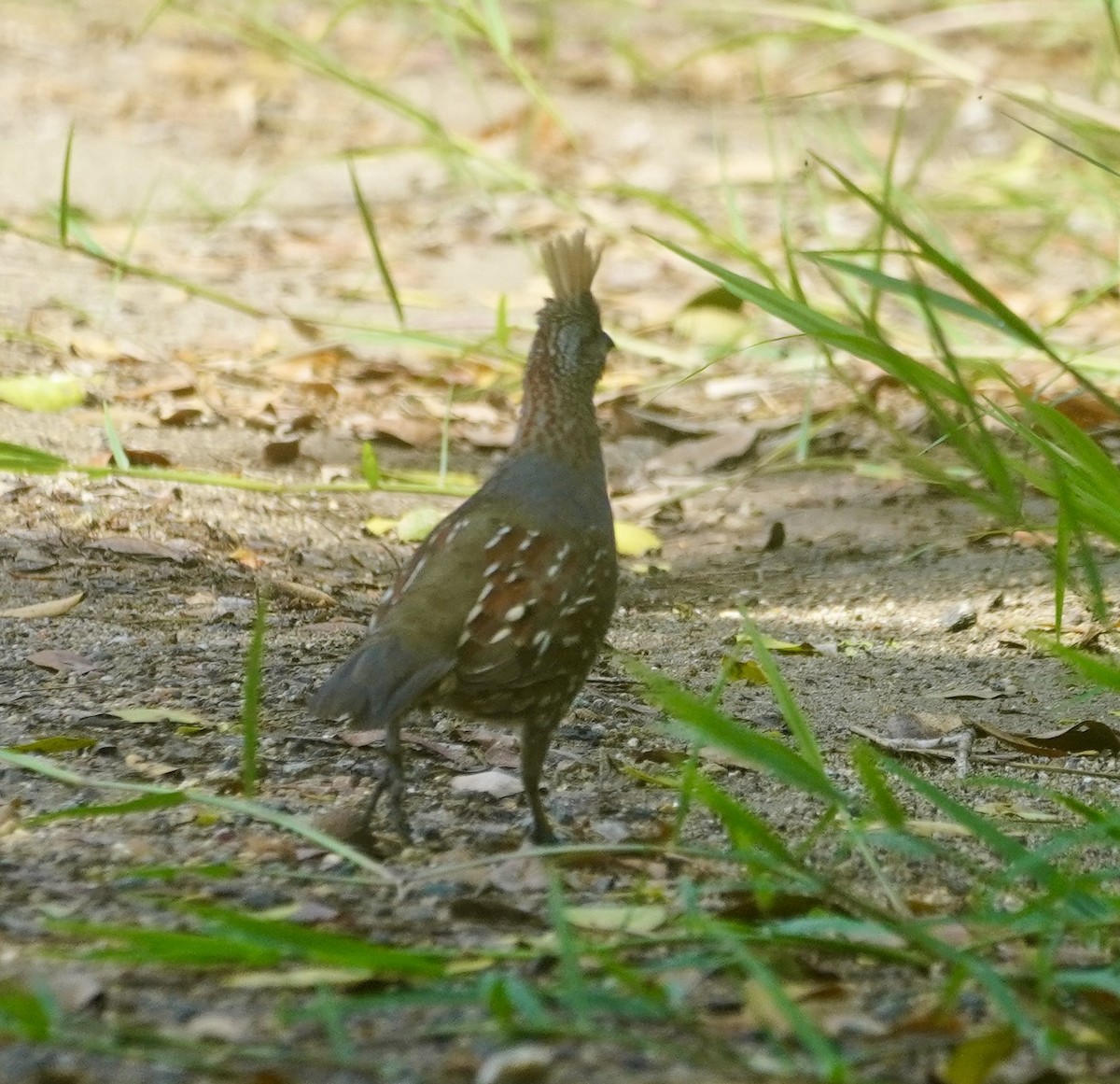Elegant Quail - ML638508436