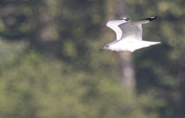 Ring-billed Gull - ML638508437