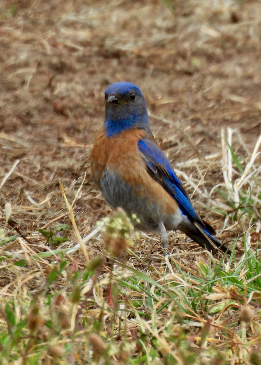Western Bluebird - ML638508443