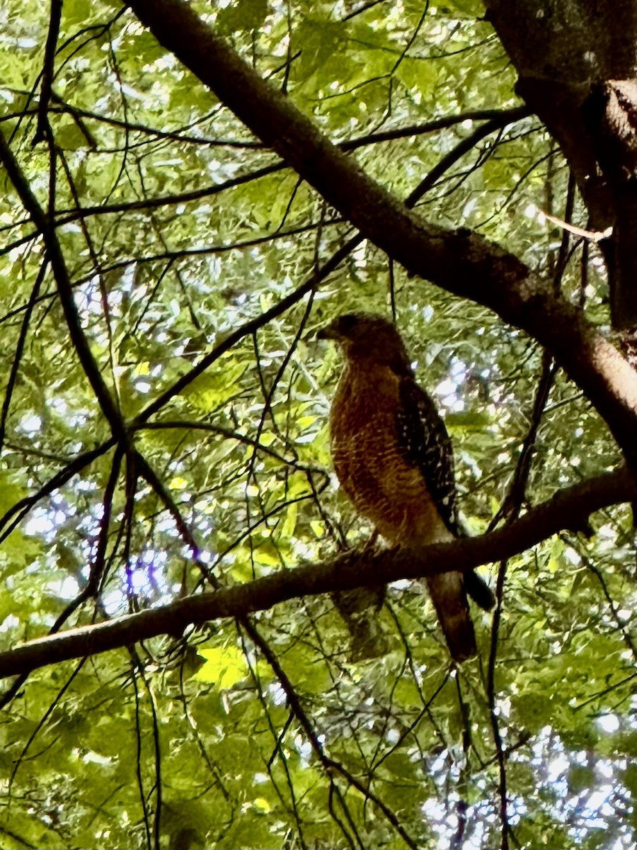 Red-shouldered Hawk - ML638508448