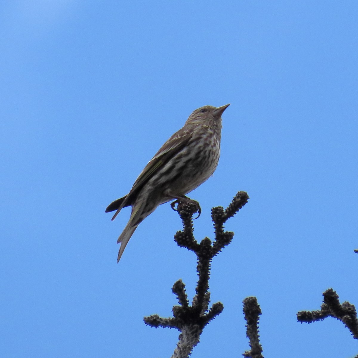 Pine Siskin - ML638508456