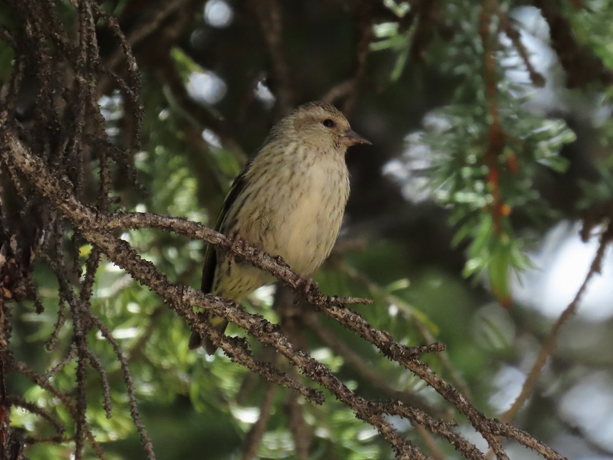 Pine Siskin - ML638508457