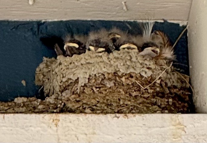 家燕 - ML638508460