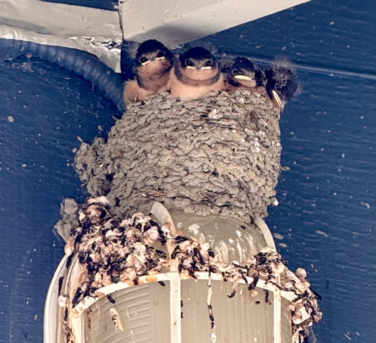 家燕 - ML638508462