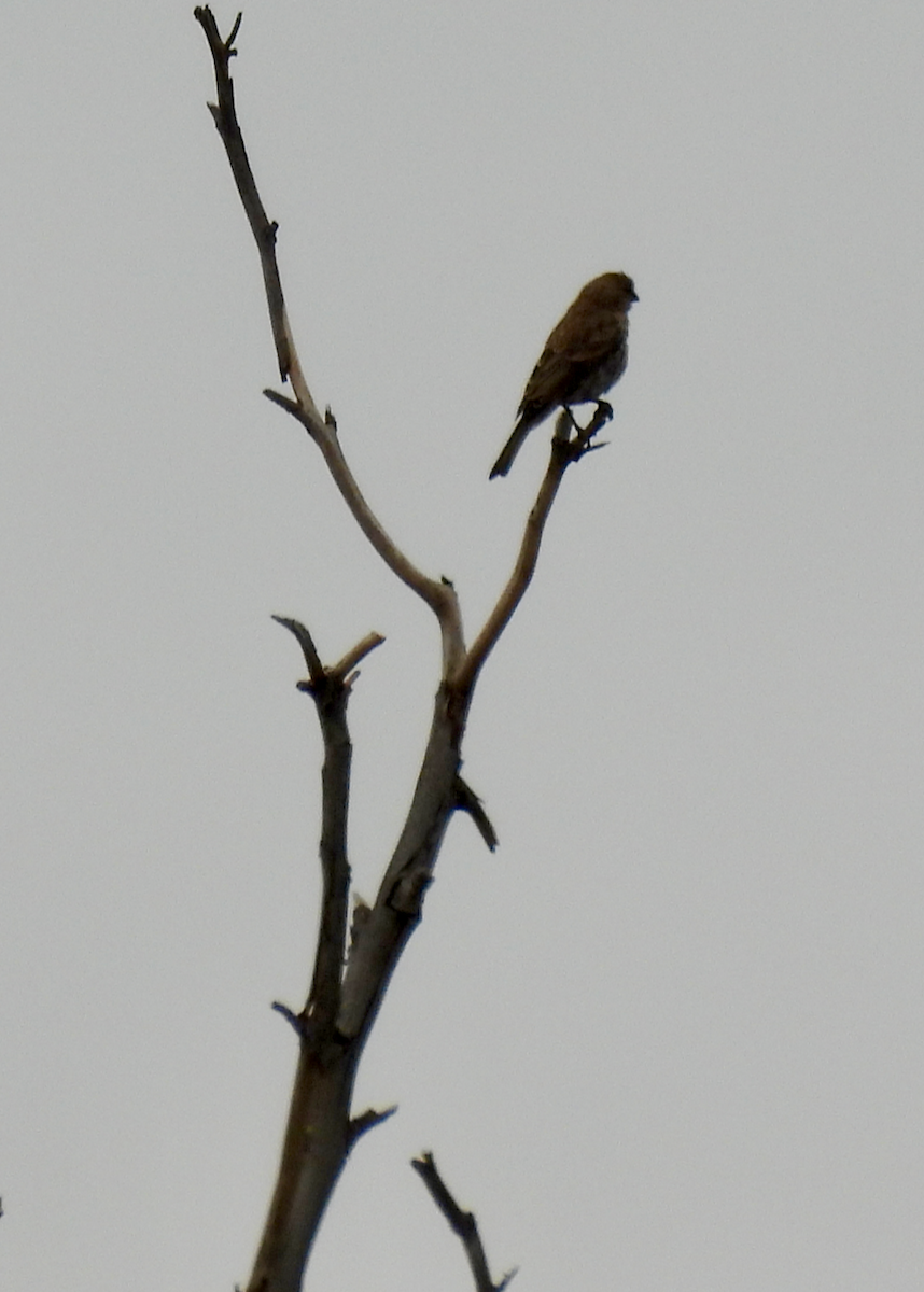 Song Sparrow - ML638508463