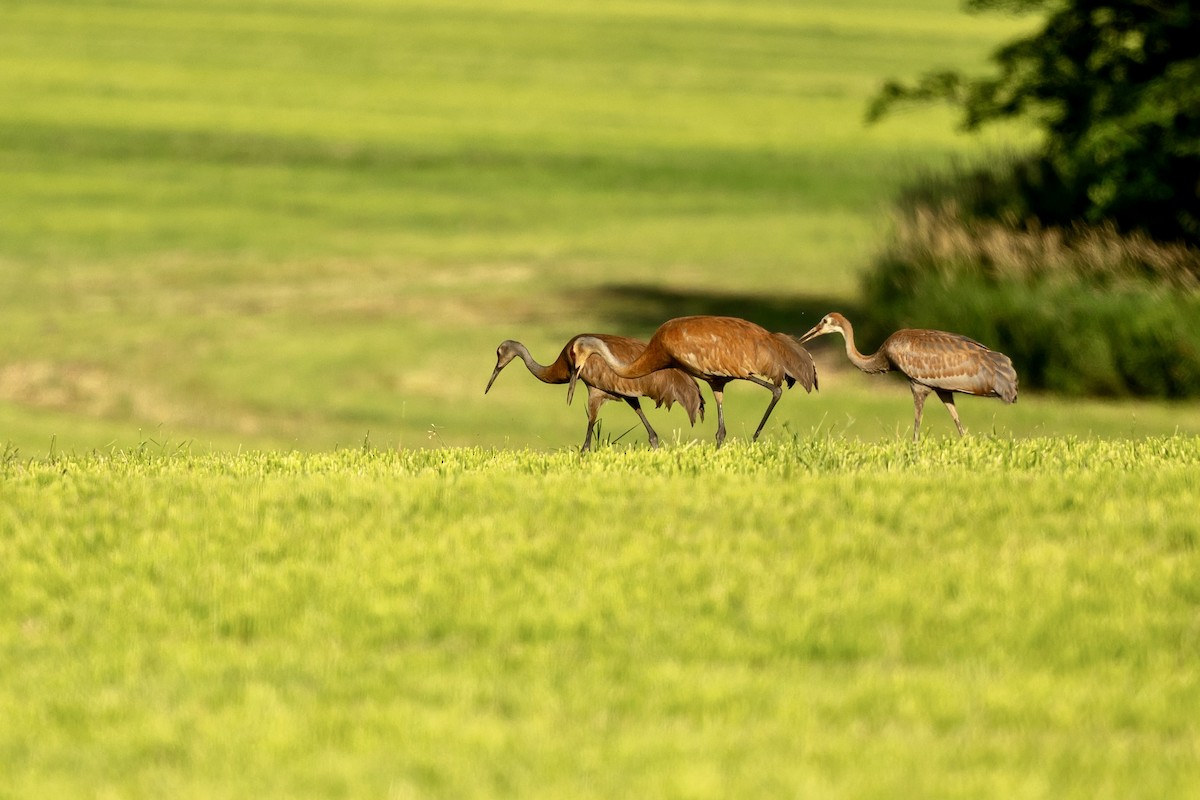 Sandhill Crane - Bill Massaro