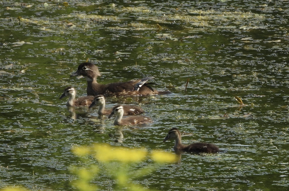 Wood Duck - ML638508473