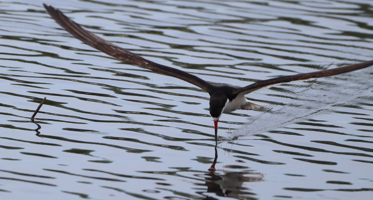 Black Skimmer - ML638508474