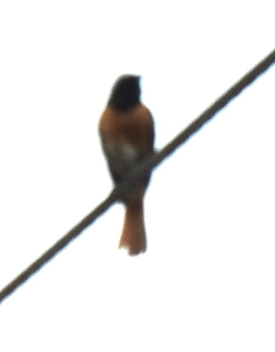 Meadow Bunting - ML638508484