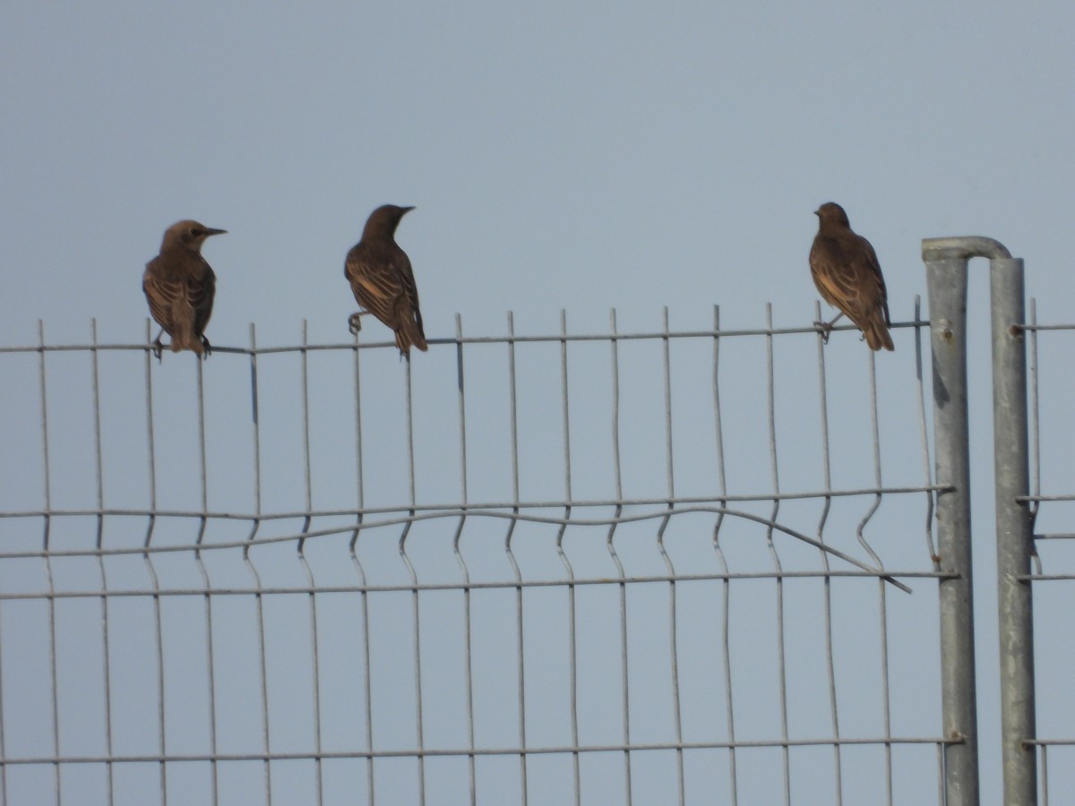 European Starling - ML638508486