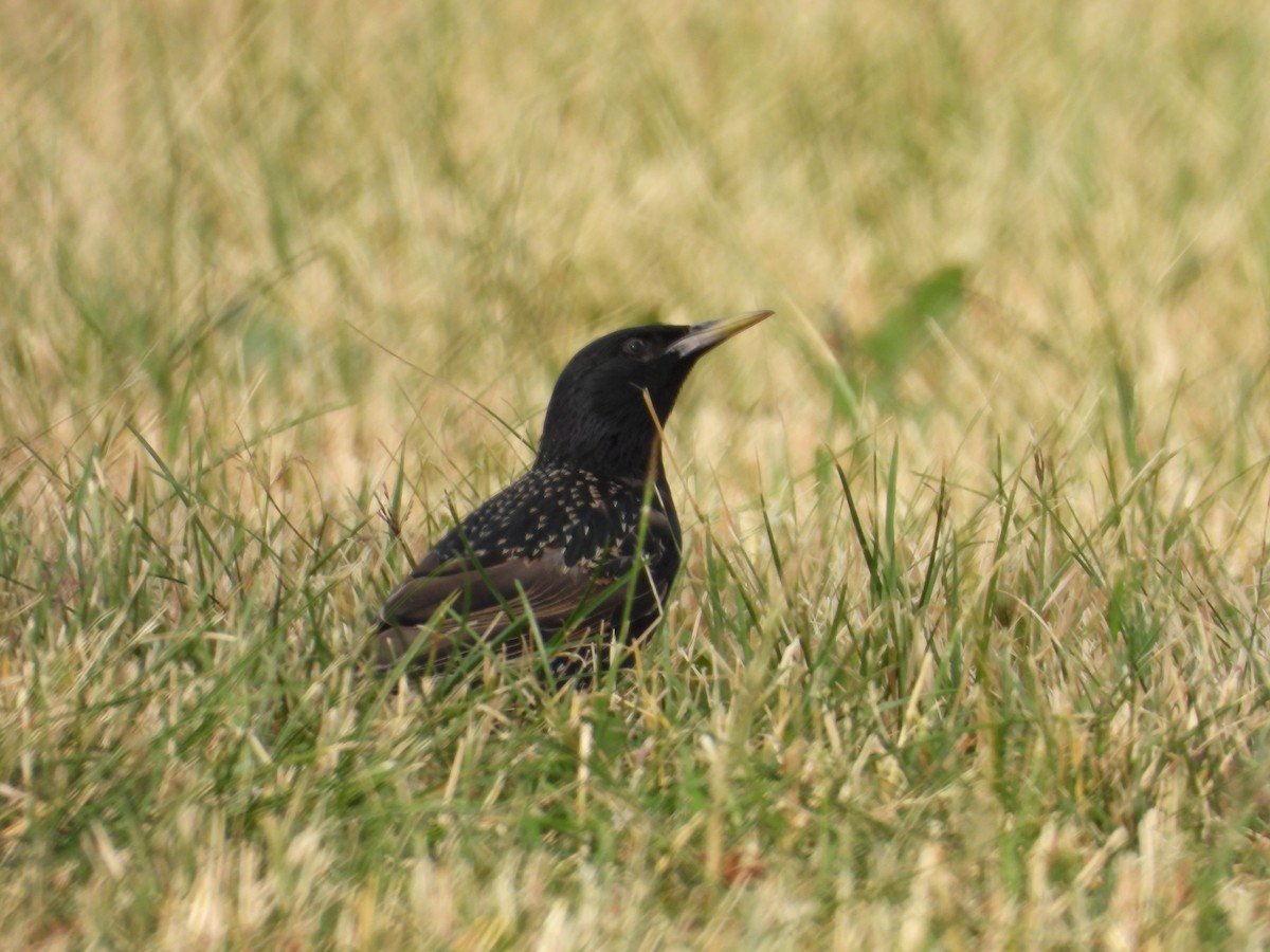 European Starling - ML638508487
