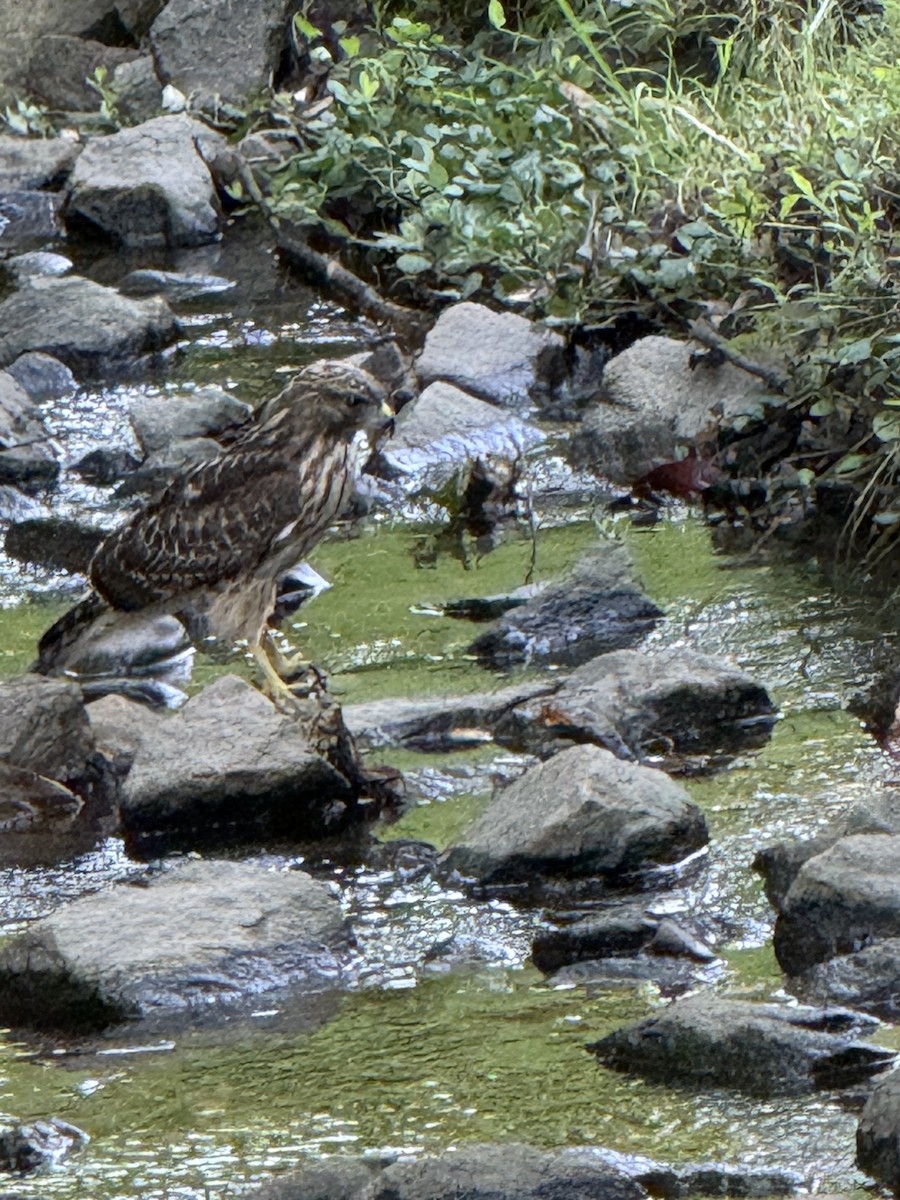 Red-shouldered Hawk - ML638508489