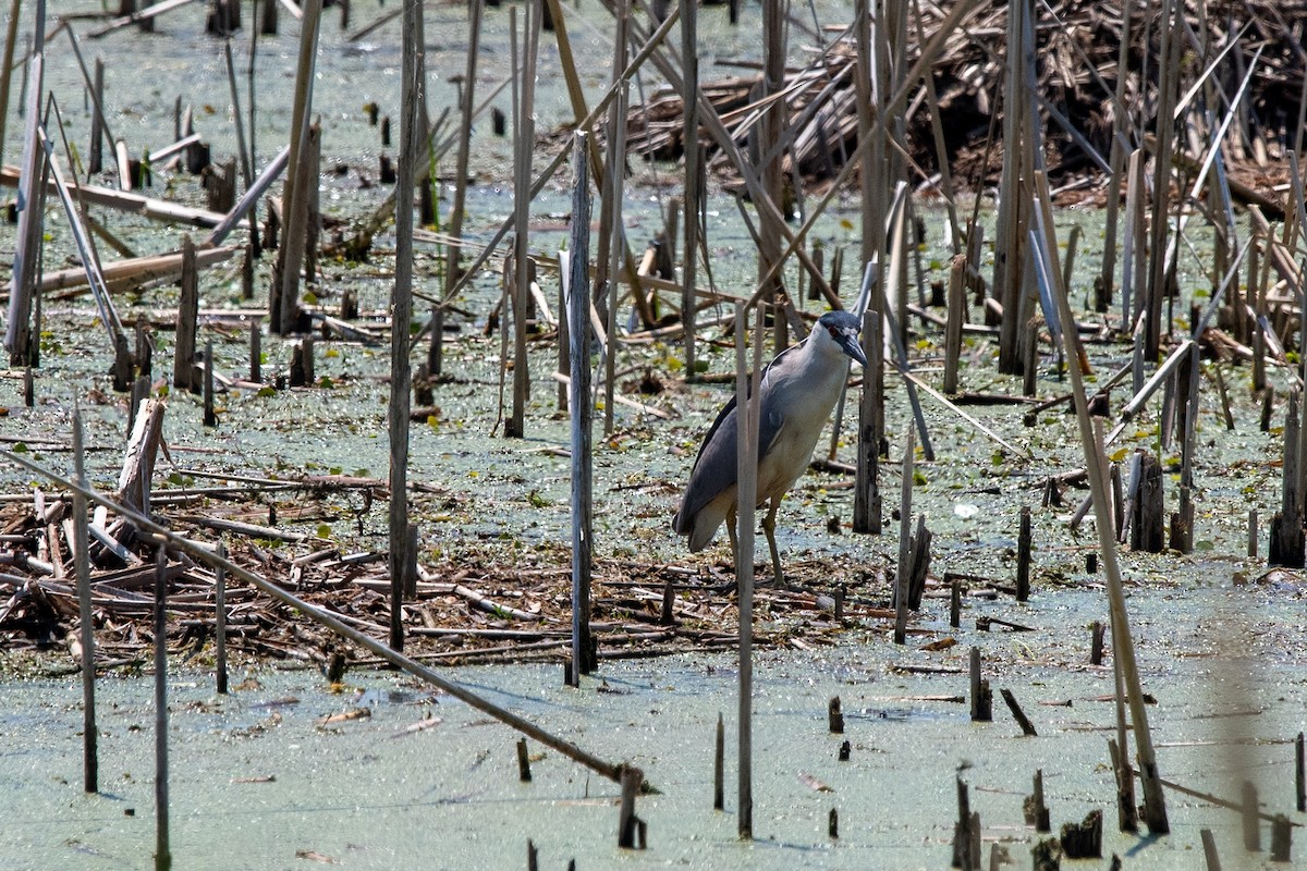 Black-crowned Night Heron - ML638508490