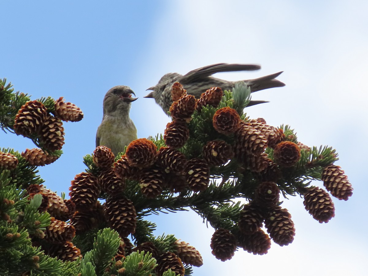 Red Crossbill - ML638508491