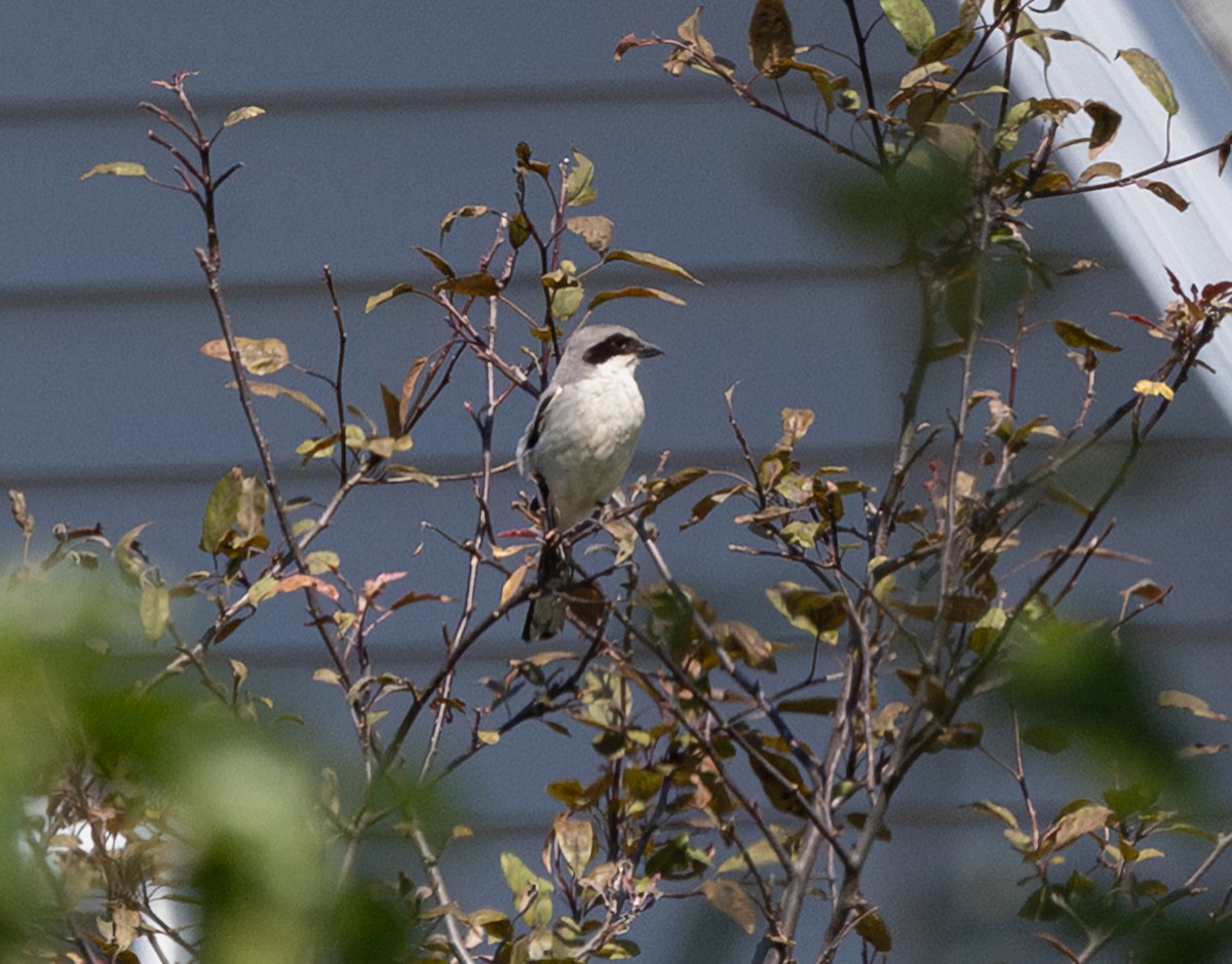 Loggerhead Shrike - ML638508492