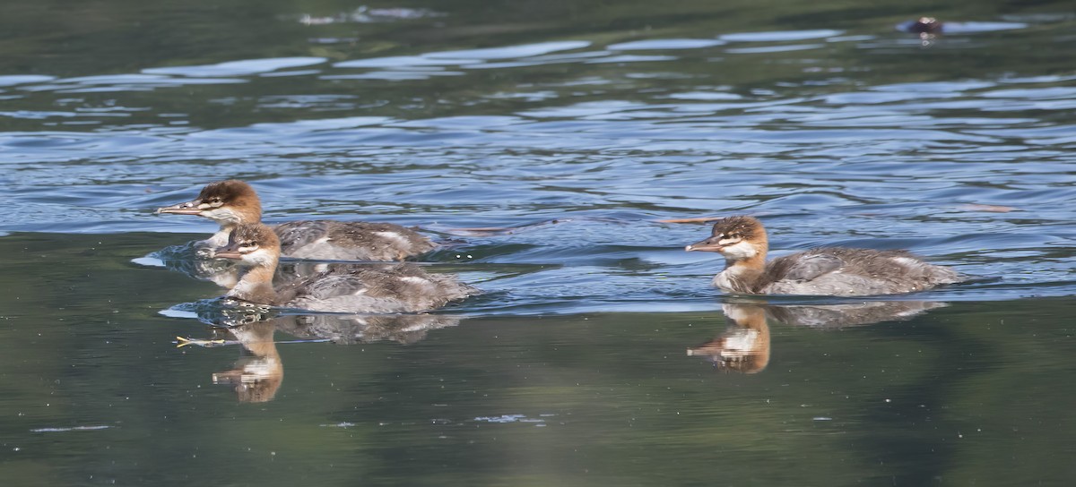 Common Merganser - ML638508497