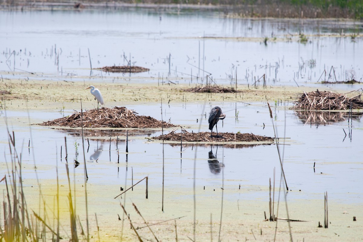 Great Egret - ML638508498