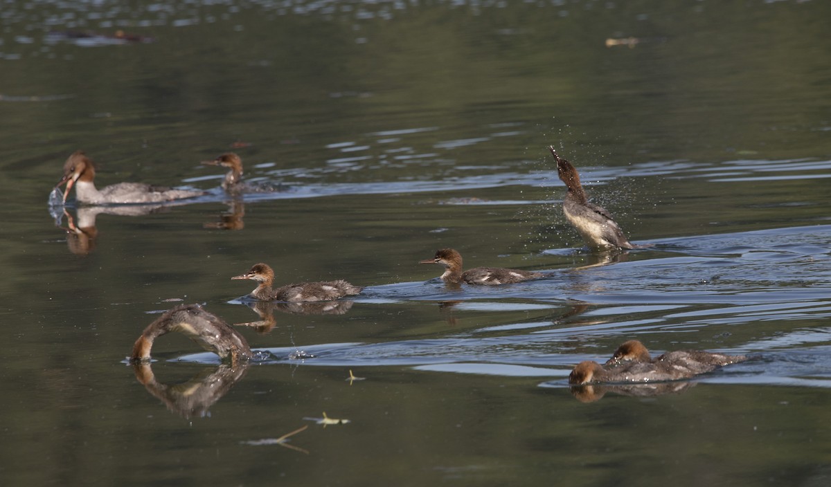 Common Merganser - ML638508499