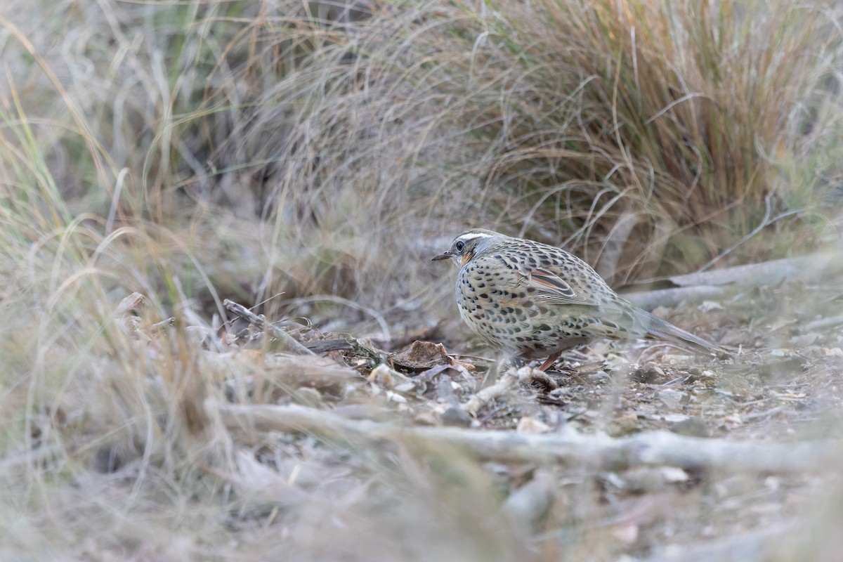 Spotted Quail-thrush - ML638508500