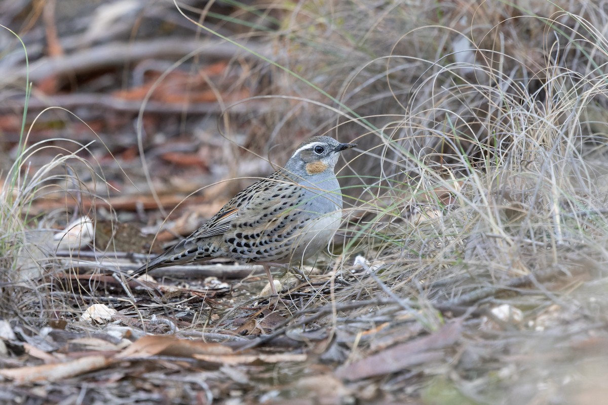 Spotted Quail-thrush - ML638508501