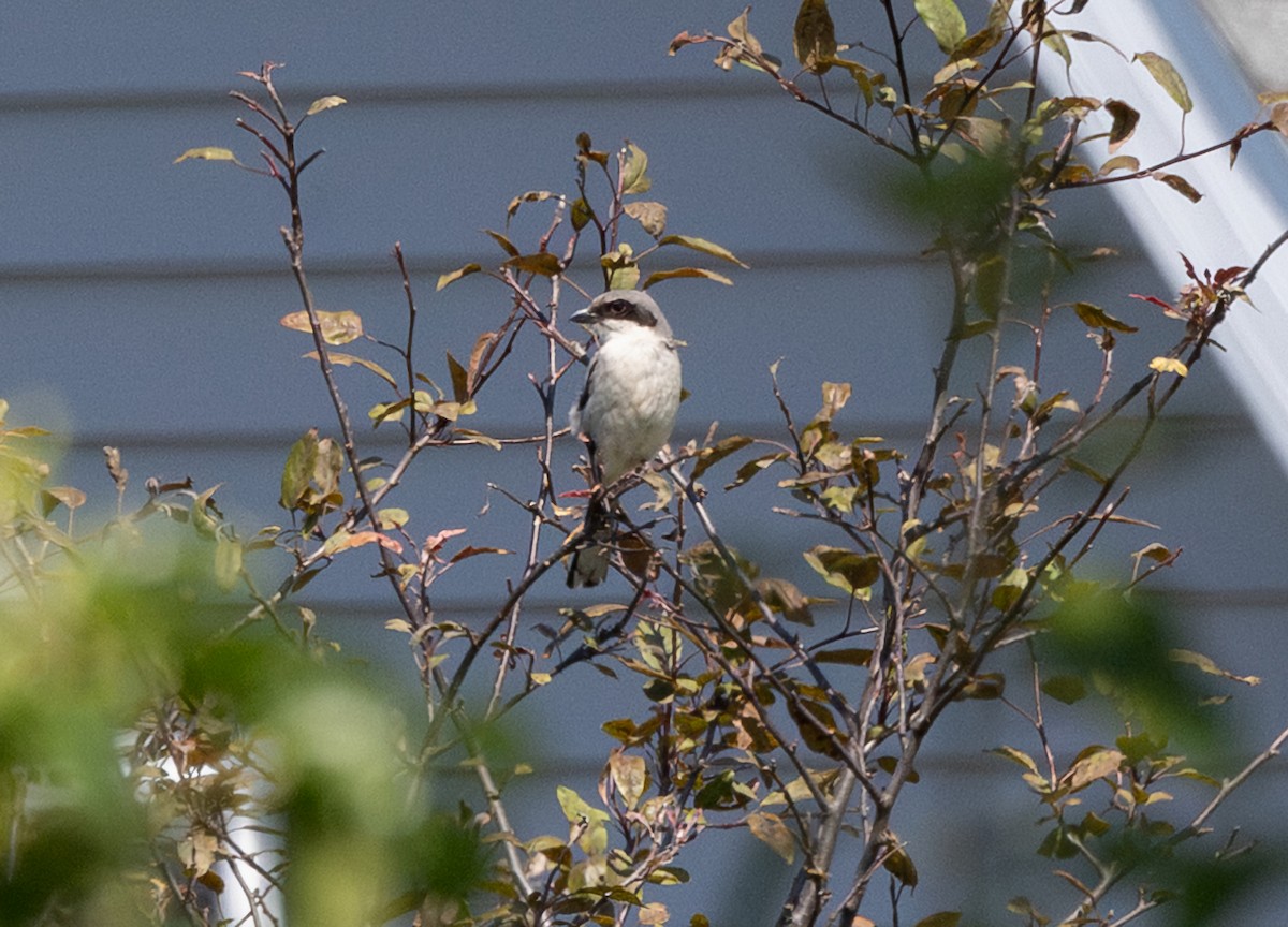Loggerhead Shrike - ML638508502