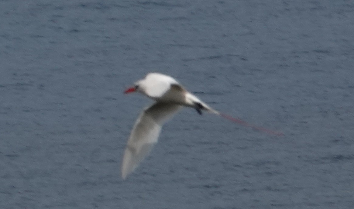 Red-tailed Tropicbird - ML638508505