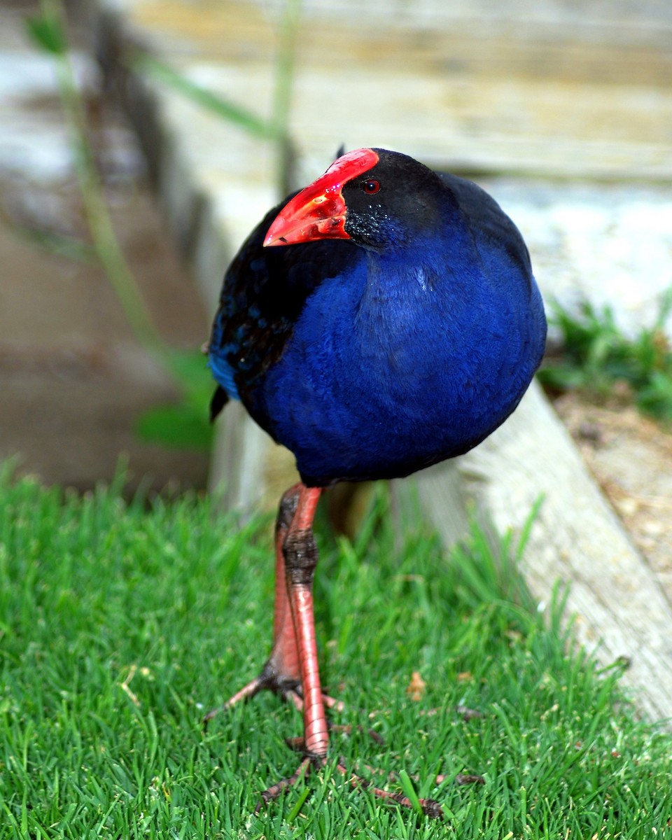 Australasian Swamphen - ML638508506