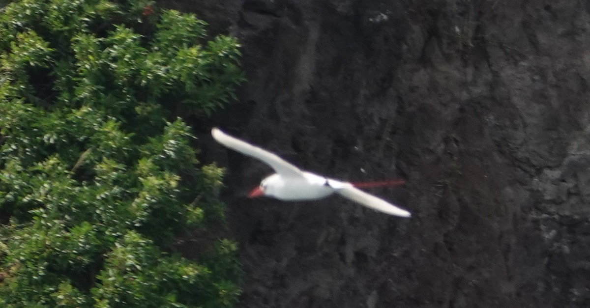 Red-tailed Tropicbird - ML638508507