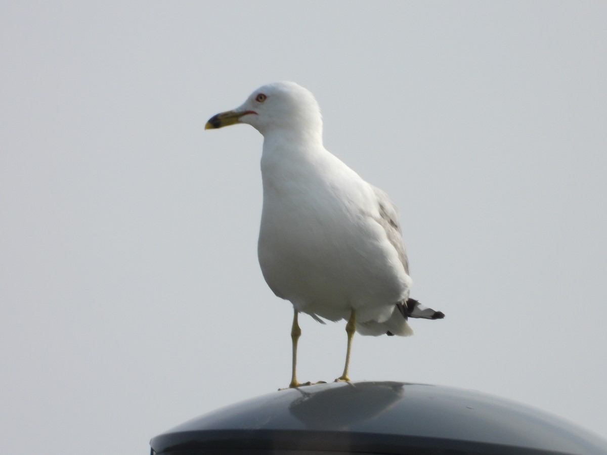 Ring-billed Gull - ML638508508