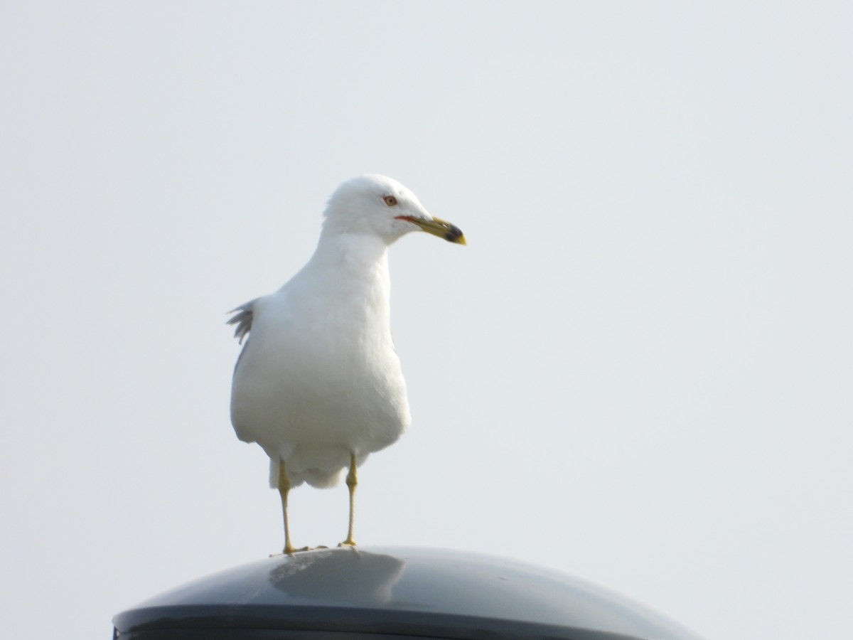 Ring-billed Gull - ML638508509