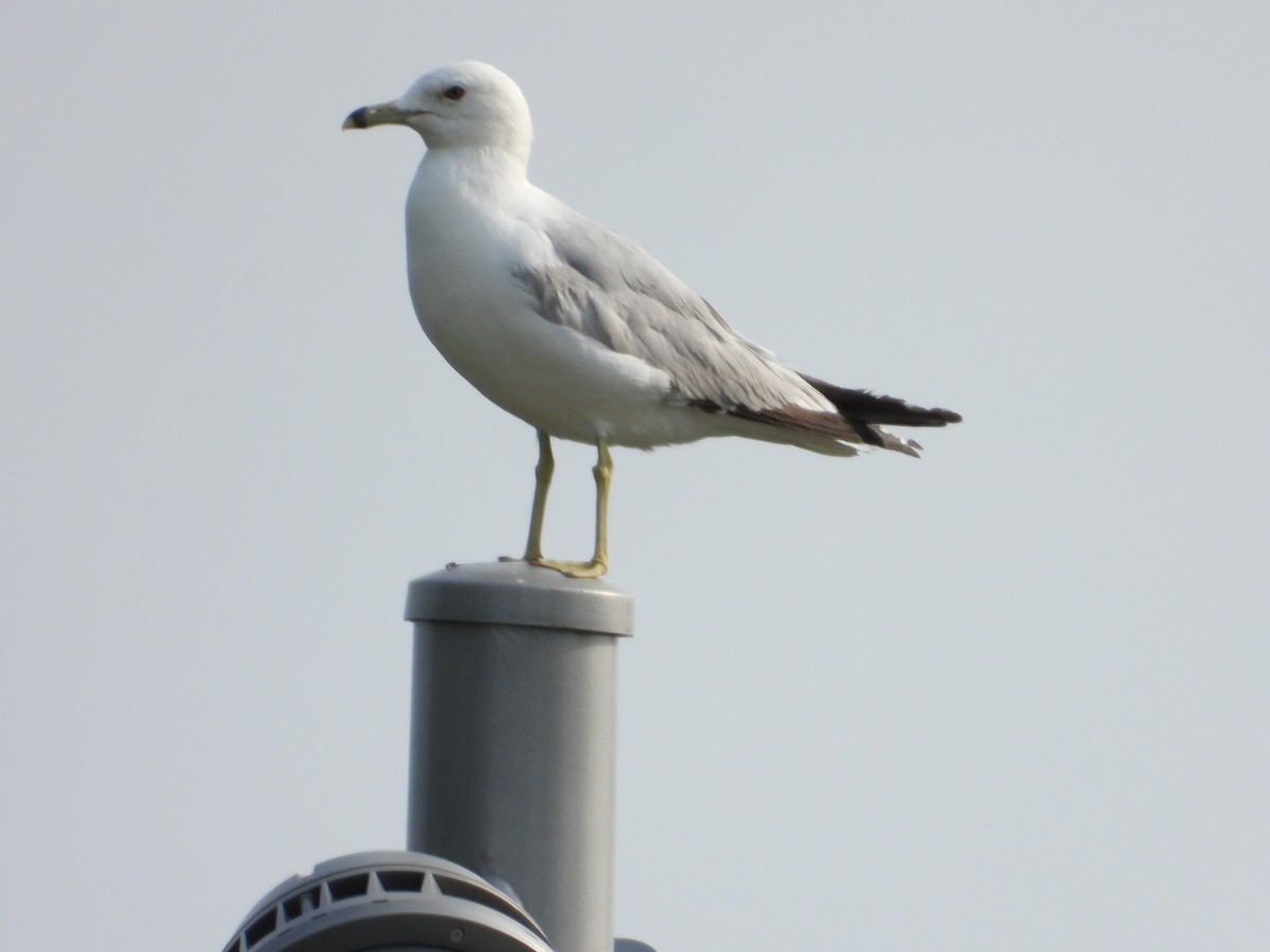 Ring-billed Gull - ML638508510
