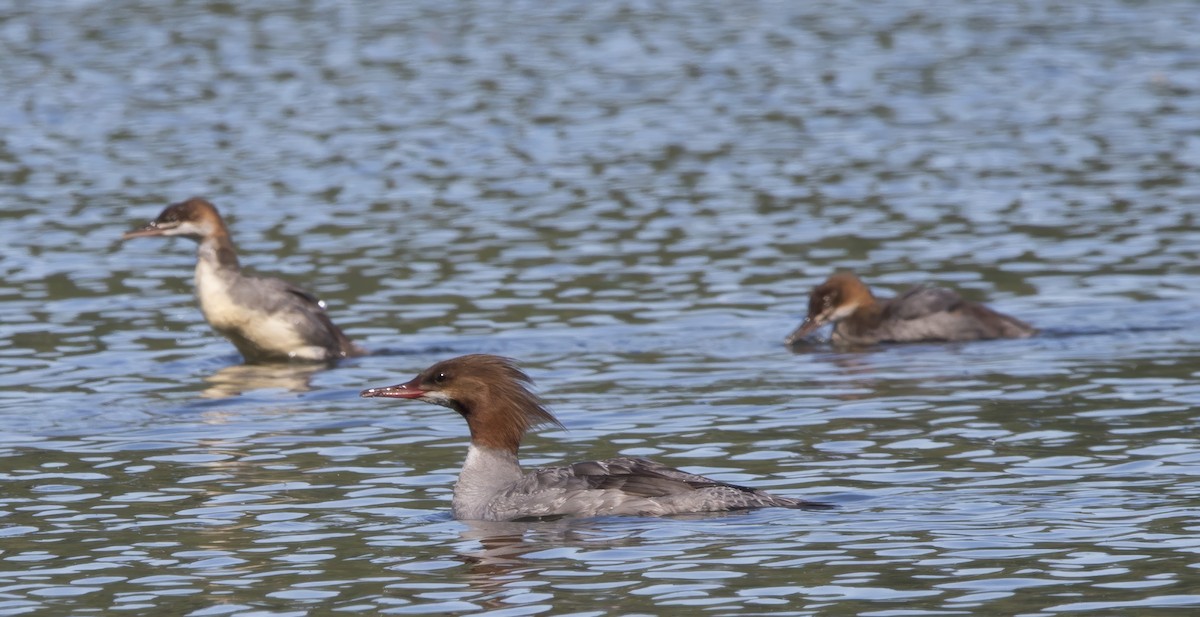 Common Merganser - ML638508511