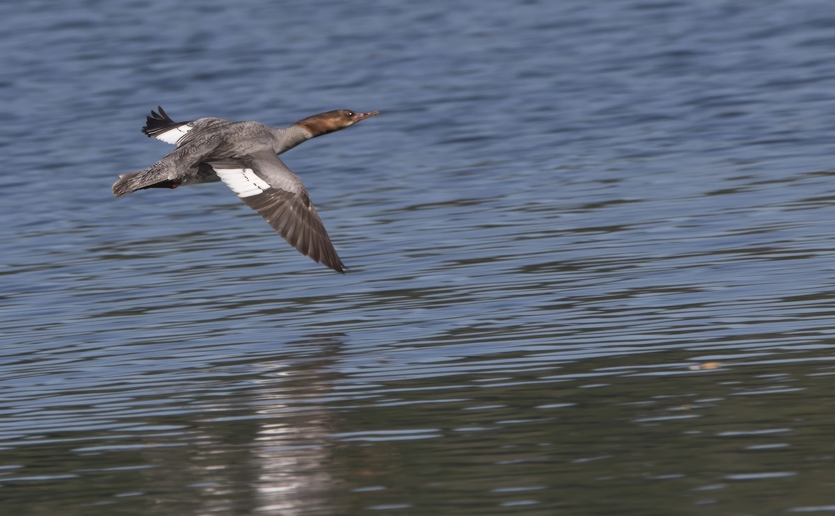 Common Merganser - ML638508512