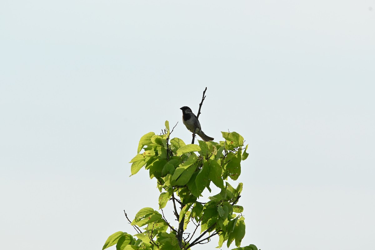 House Sparrow - ML638508514