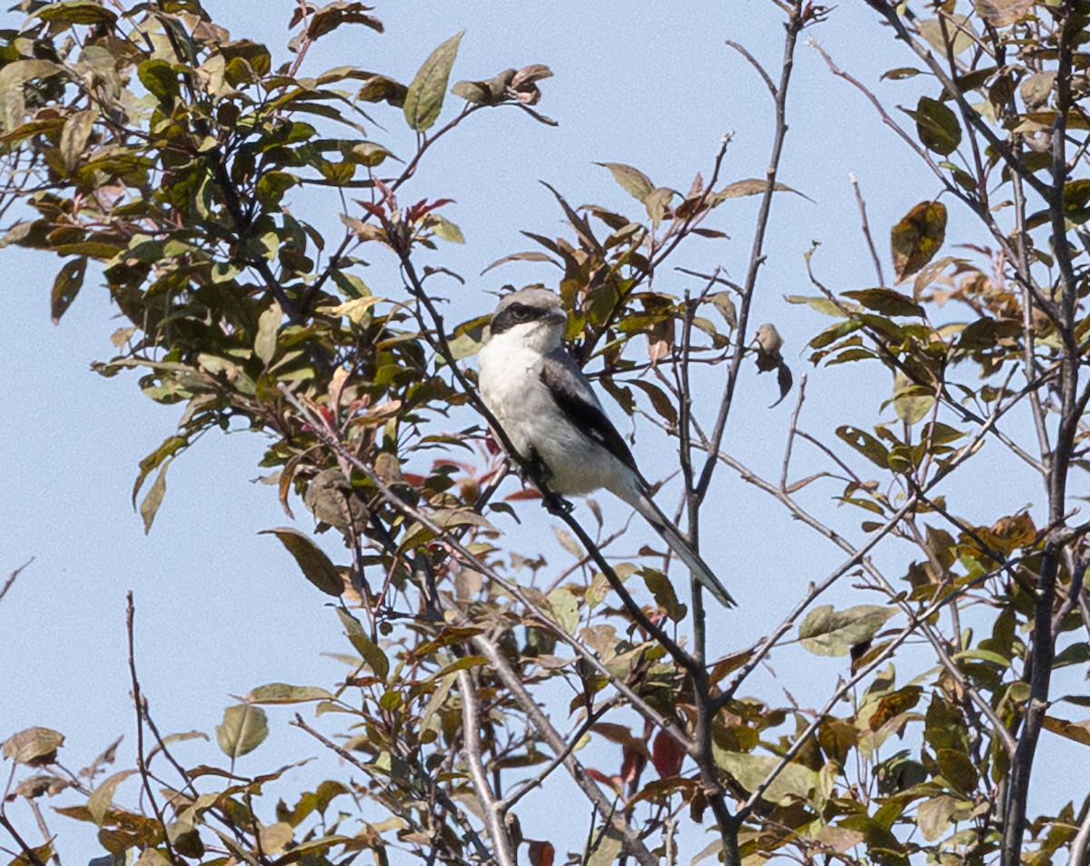 Loggerhead Shrike - ML638508522