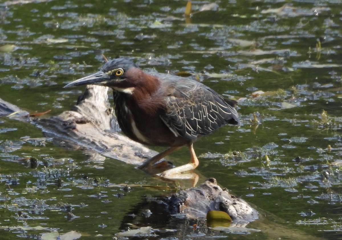 Green Heron - ML638508523