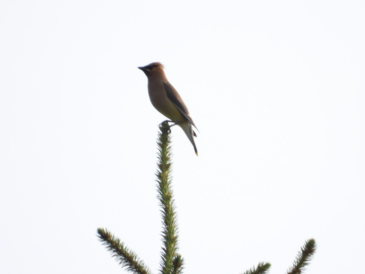 Cedar Waxwing - ML638508525