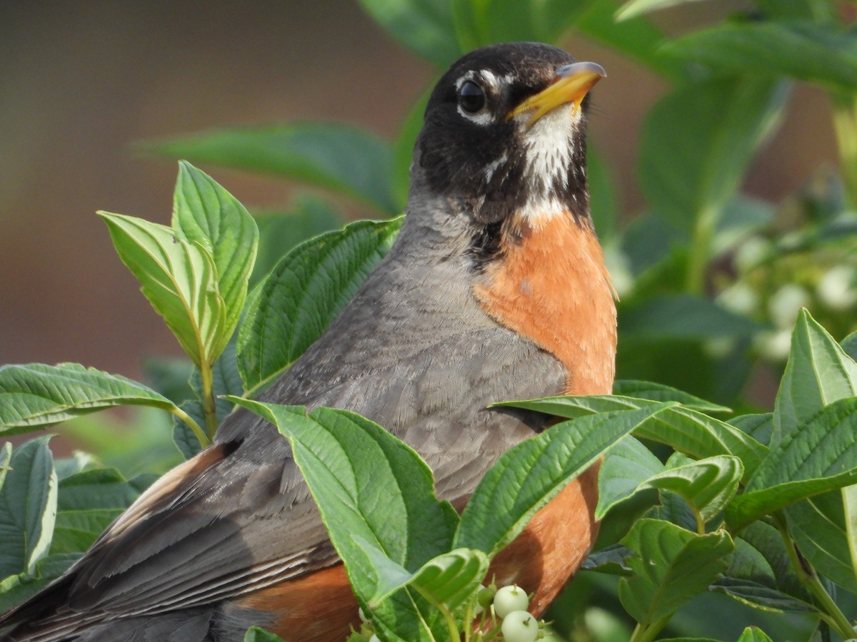 American Robin - ML638508535