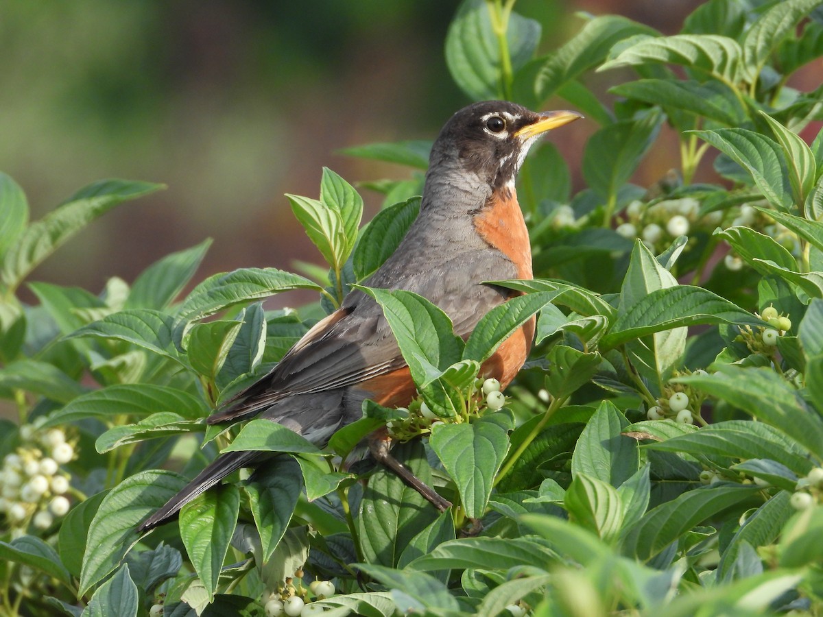 American Robin - ML638508537