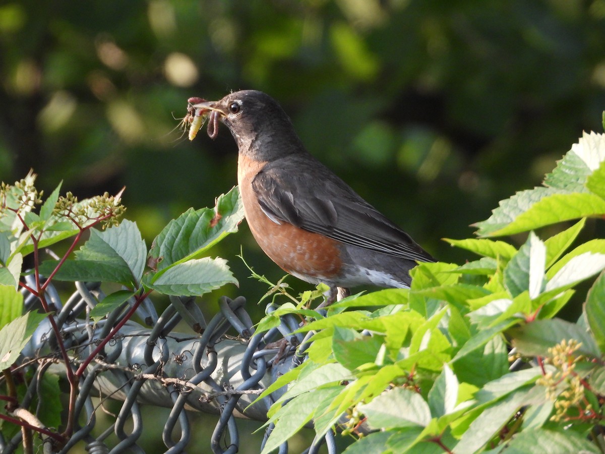 American Robin - ML638508538