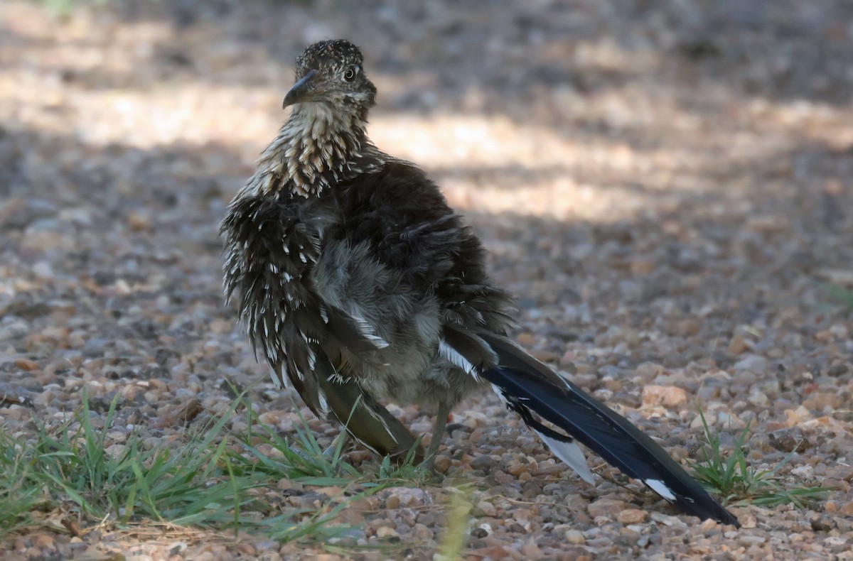 Greater Roadrunner - ML638508551