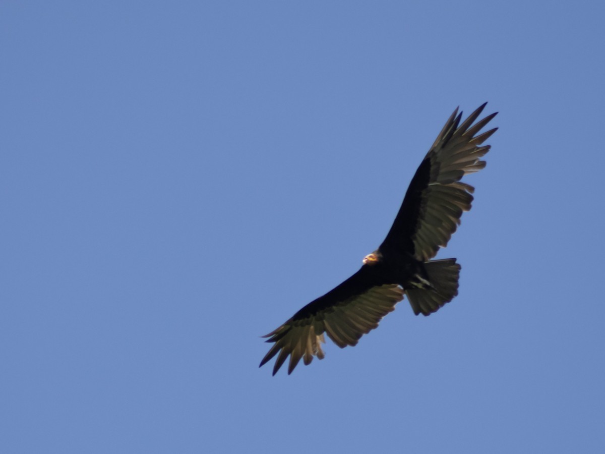 Lesser Yellow-headed Vulture - ML638508553
