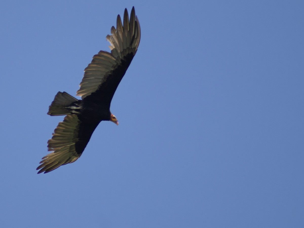 Lesser Yellow-headed Vulture - ML638508554