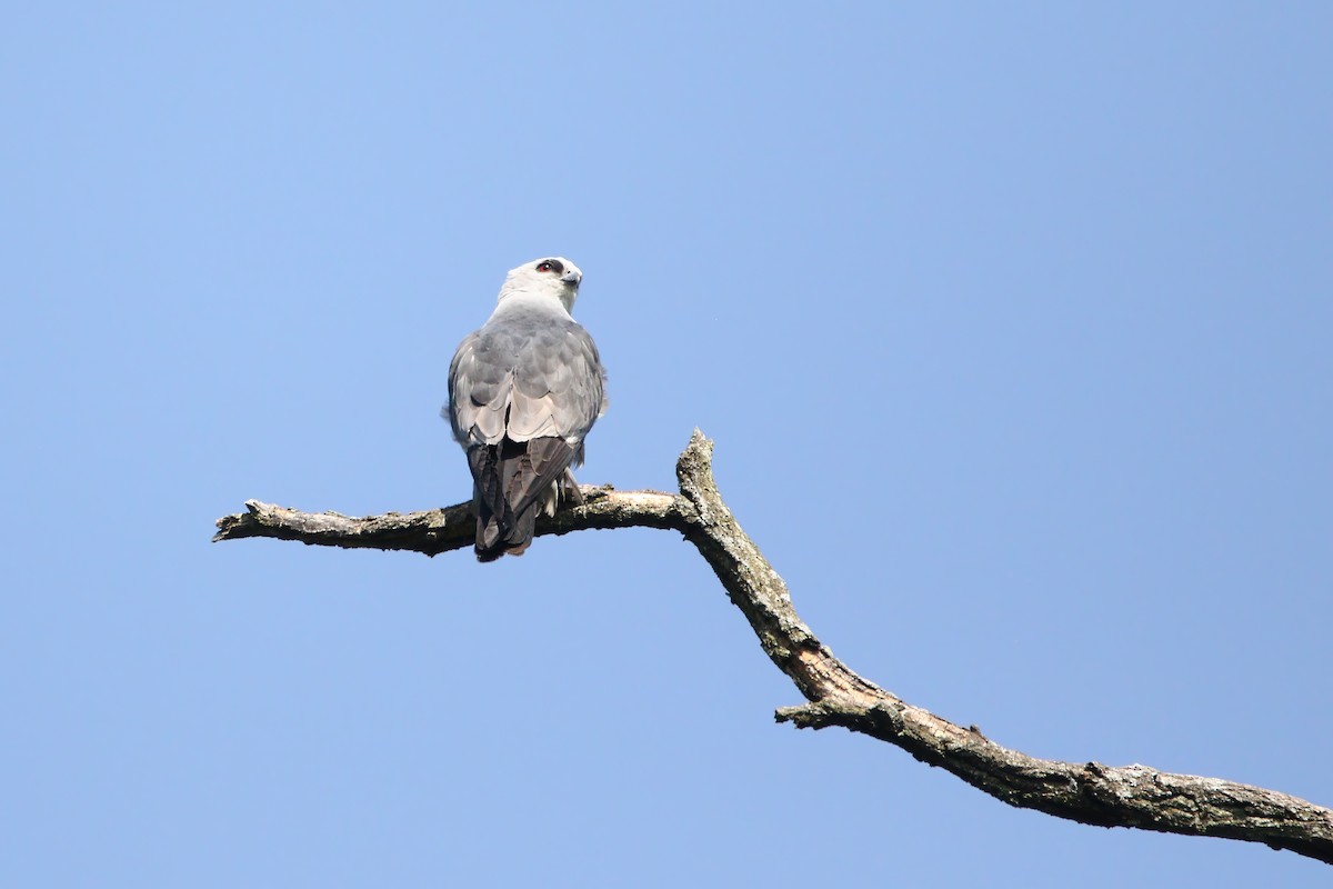 Mississippi Kite - ML638508555
