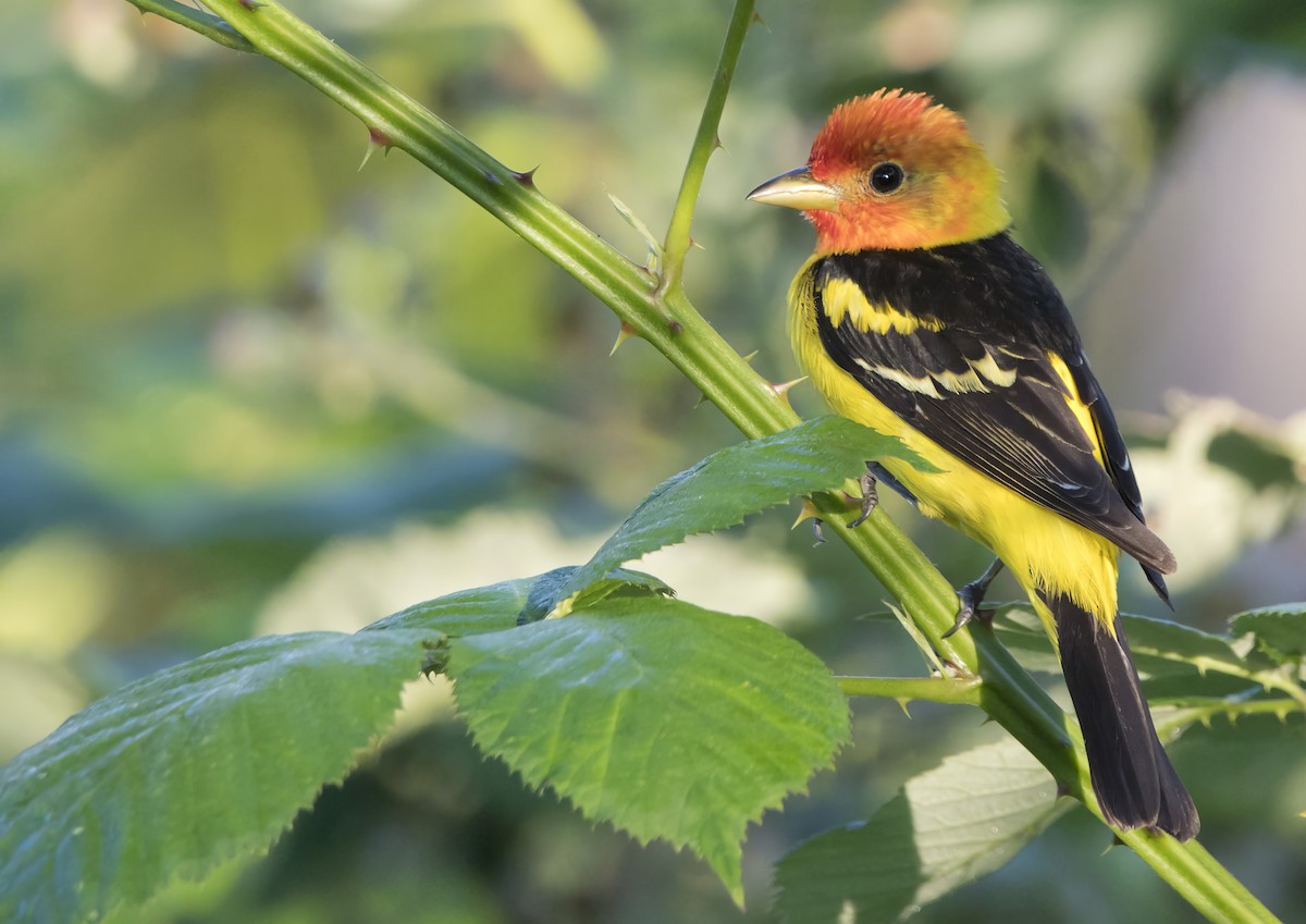 Western Tanager - ML638508556