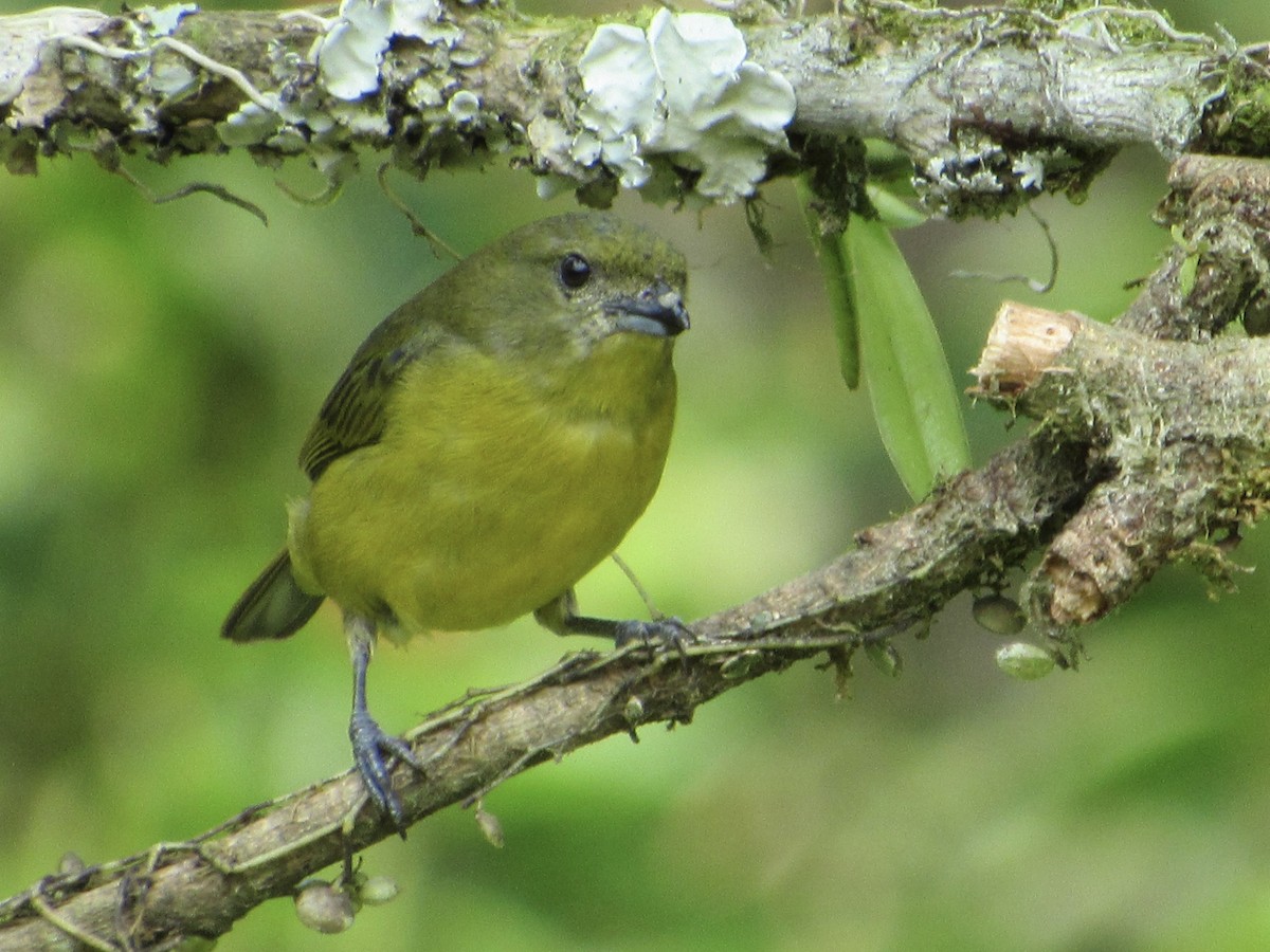 Thick-billed Euphonia - ML638508557