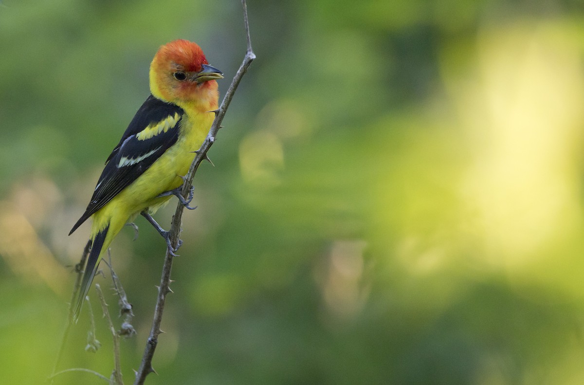 Western Tanager - ML638508560