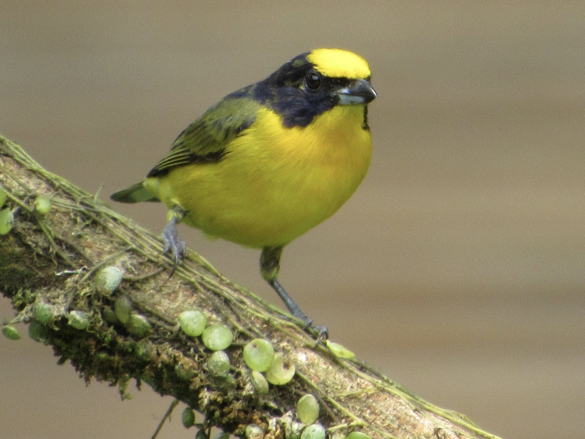Thick-billed Euphonia - ML638508561