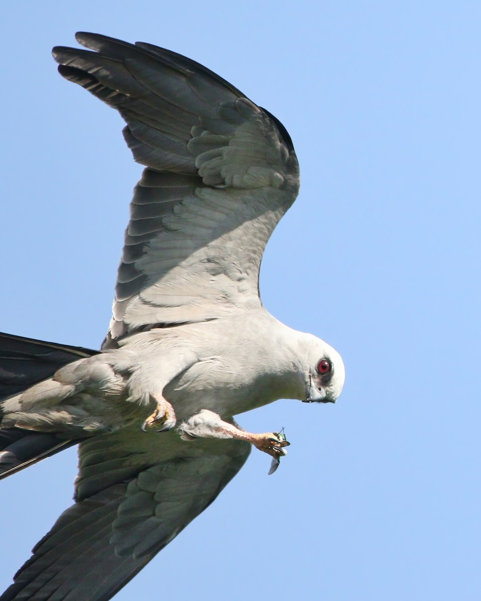 Mississippi Kite - ML638508562